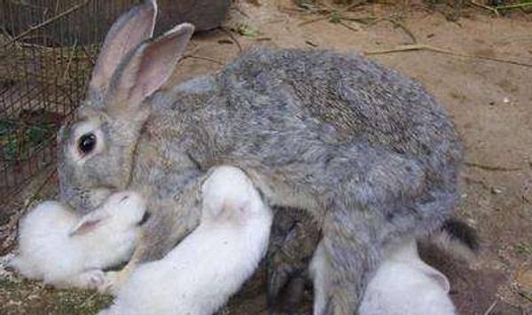 兔子什么时候繁殖