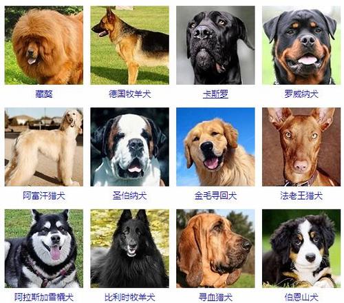 大型犬有哪些品种大全