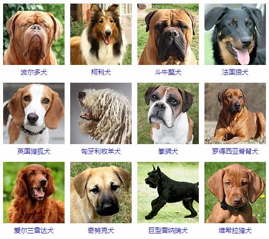 大型犬有哪些品种